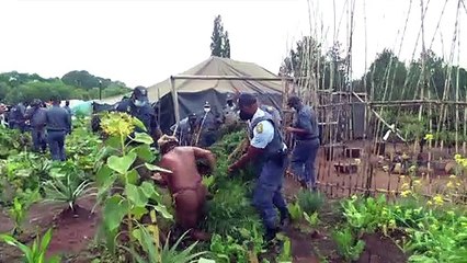 Afrique de Sud: un "roi" indigène arrêté pour avoir fait pousser du cannabis