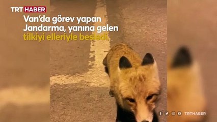 Aç kalan tilkiyi jandarma besledi