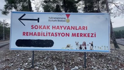 KAHRAMANMARAŞ - 20 günde "yasaklı ırk" olarak belirlenen 79 köpek toplandı
