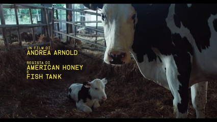 Cow (trailer HD)
