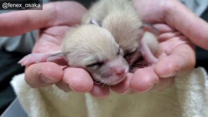 ① The fox babies will grow from now on. Life with newborn Fennec fox babies.
