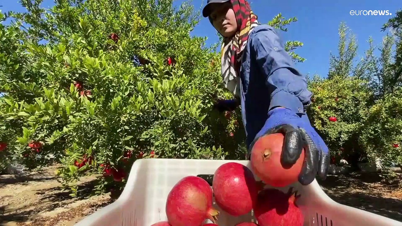 Corona - türkische Obstbauern hoffen auf Granatapfel-Boom