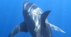 Un grand requin blanc photographié avec une énorme cicatrice de morsure interpelle la communauté scientifique