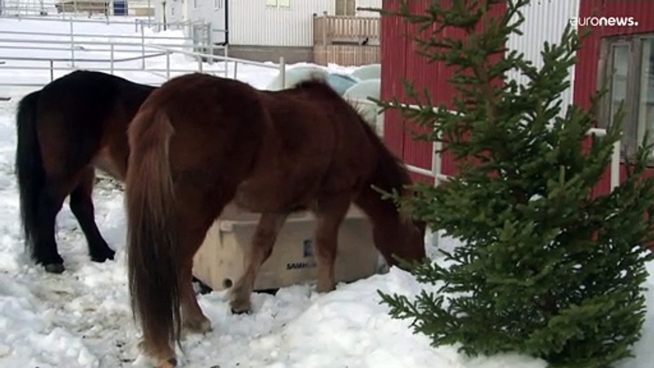 Islands Pferde fressen Weihnachtsbäume mit Vergnügen