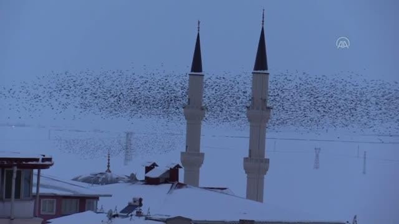 Yüzlerce kuşun toplu uçuşu güzel görüntü oluşturdu