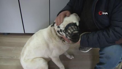 İstanbul'da 6 bin köpek kayıt altına alındı