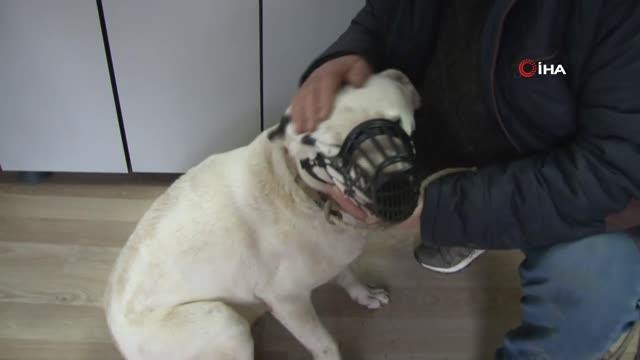 İstanbul'da 6 bin köpek kayıt altına alındı