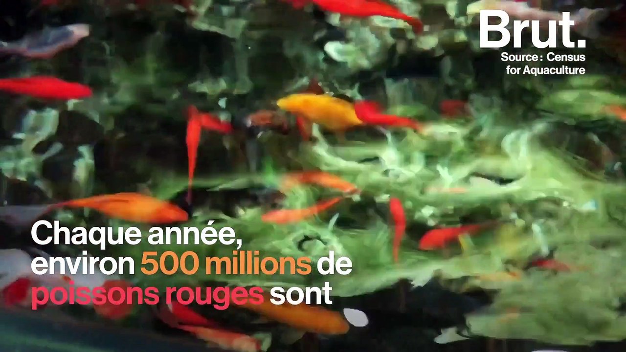Les conditions de vie inadaptées des poissons rouges