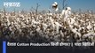 देशात Cotton Production किती होणार? | Cotton Production In India | पाहा व्हिडिओ
