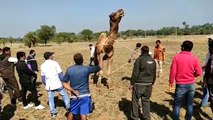 Effect of patrika news, camel reached hospital, got treatment