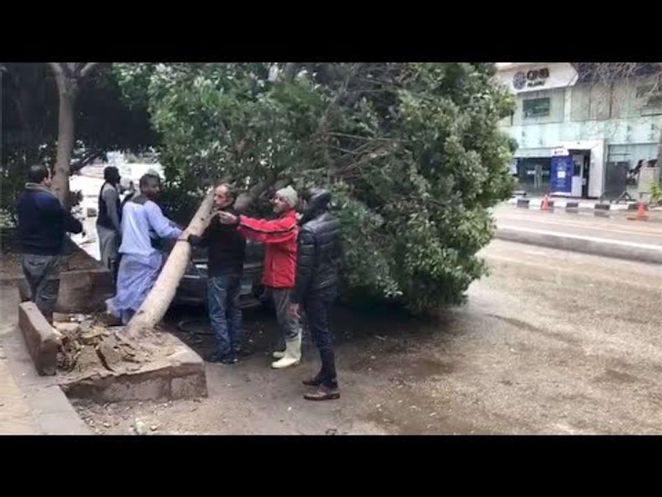 المصريين جدعان.. لحظة إنقاذ سيارة قبل سقوط شجرة عليها في الدقي