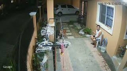 Playful Pups Run Over Owner