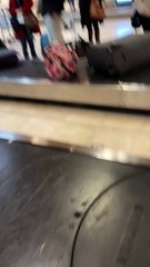 Large Pitbull Dog Confidently Travels Through Baggage Pick-Up