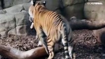 شاهد: شبل سومطرة يخطو خطواته الأولى في حديقة حيوان لندن
