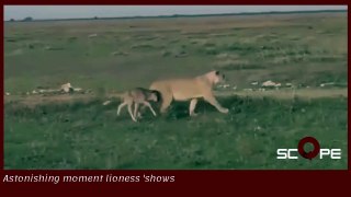 incredible video .. Lioness care for lone baby wildebeest in Tanzania