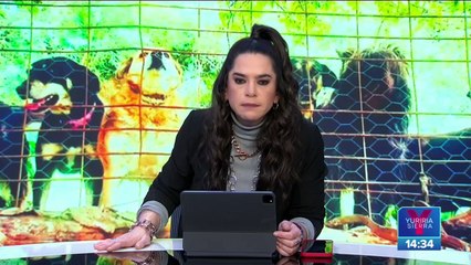 Secuestran a 13 perros de santuario en Hidalgo por una disputa legal