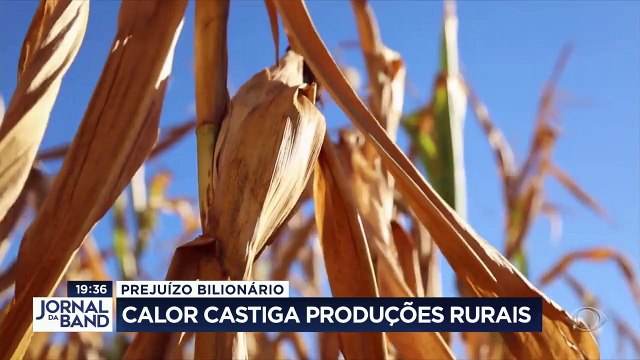 O calor e a estiagem castigam as lavouras nas regiões sul e centro-oeste. As perdas nas produções de milho e soja são bilionárias