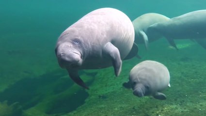 Joint Unified Command formed to protect manatees during unusual mortality event