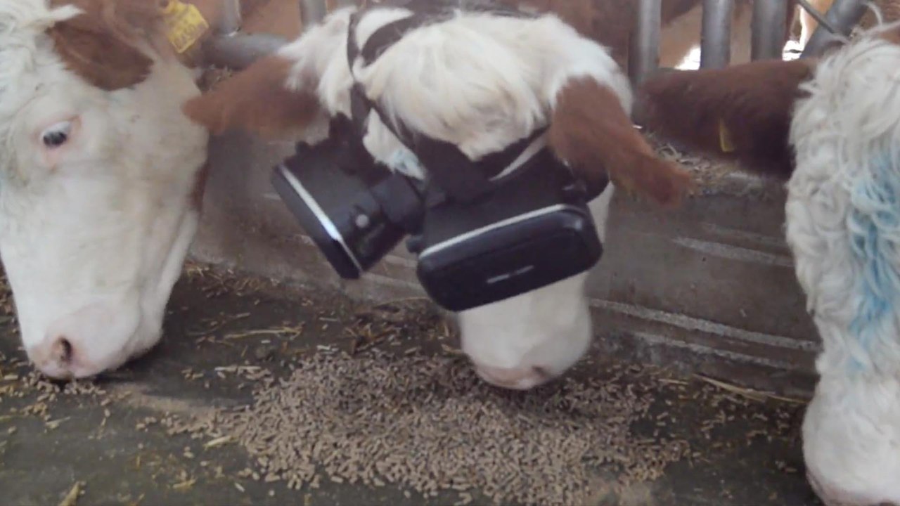Cows enjoying virtual reality goggles produce more milk for Turkish farmer