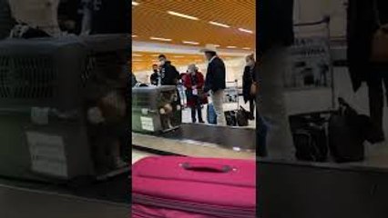 Large Pitbull Dog Confidently Travels Through Baggage Pick-Up