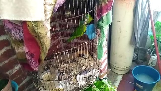 Pericos frente naranja con sus huevos