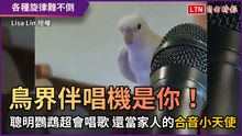 鳥界伴唱機是你！聰明鸚鵡超會唱歌 還當家人的合音小天使