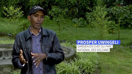 Rwanda: trop de gorilles dans le parc national des Volcans ?