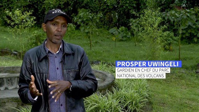 Rwanda: trop de gorilles dans le parc national des Volcans ?