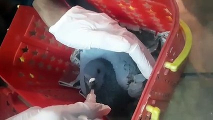 पतंगबाजी परवान पर, परिंदों की आफत, जान बचाने में जुटे कई संगठन