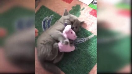 Cat Reaction to Playing Toy - Funny Cat Toy Reaction Compilation