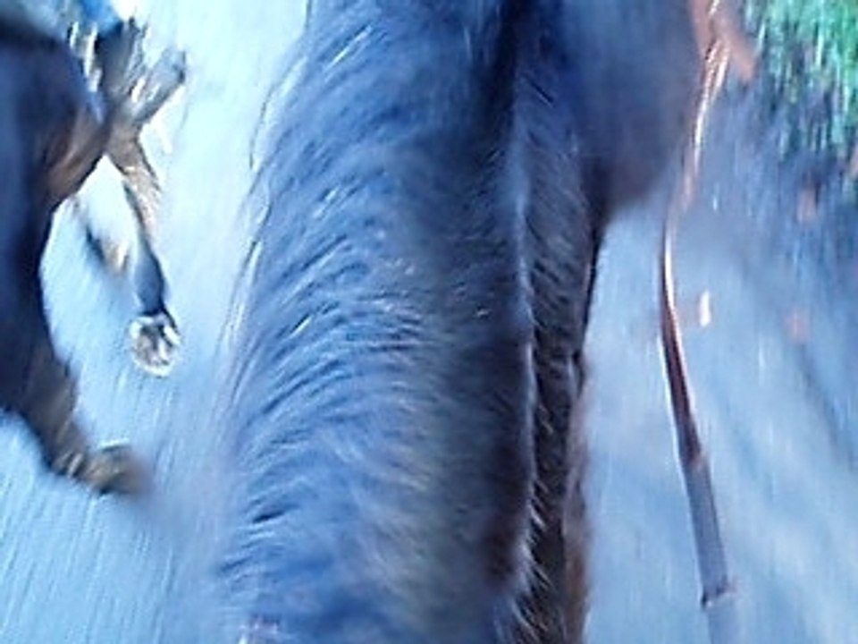 Petit promenade a cheval