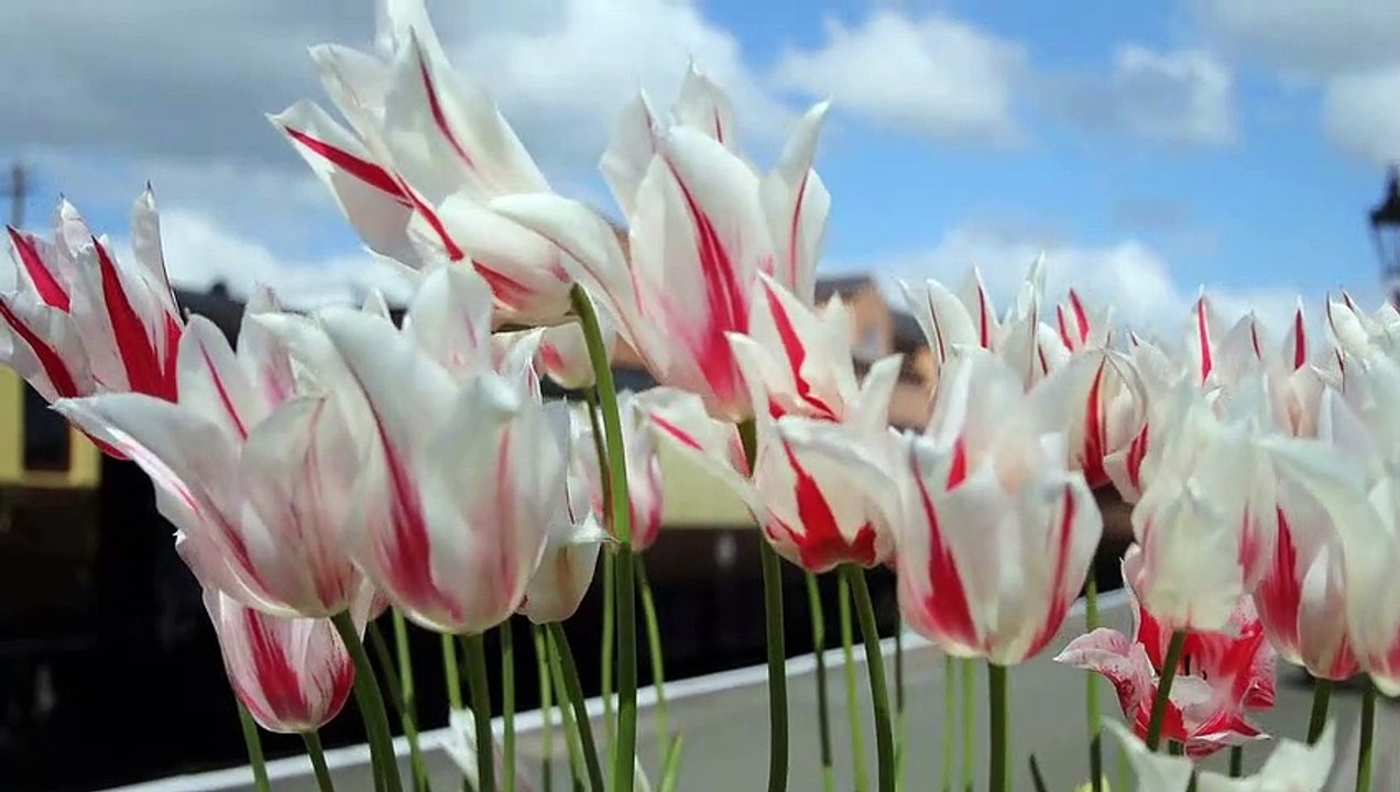 Asmr  environmental and nature sounds to relax (wind 3) /Asmr sonidos ambientales y de la naturaleza para relajarte (viento 3)