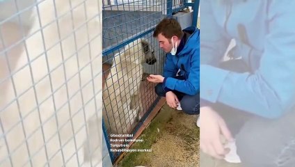 Kıvanç Tatlıtuğ ve 4 aylık hamile eşi Başak Dizer'den hayvanlara anlamlı ziyaret