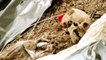 Skulls, bones recovered from hospital premises in Wardha