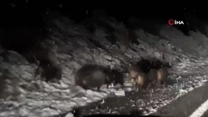 Köye giderken önüne çıkan domuz sürüsünü böyle görüntüledi