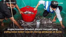 Temasek - Softbank Suntik US$90 Juta, eFishery jadi Startup perikanan Terbesar di Dunia?