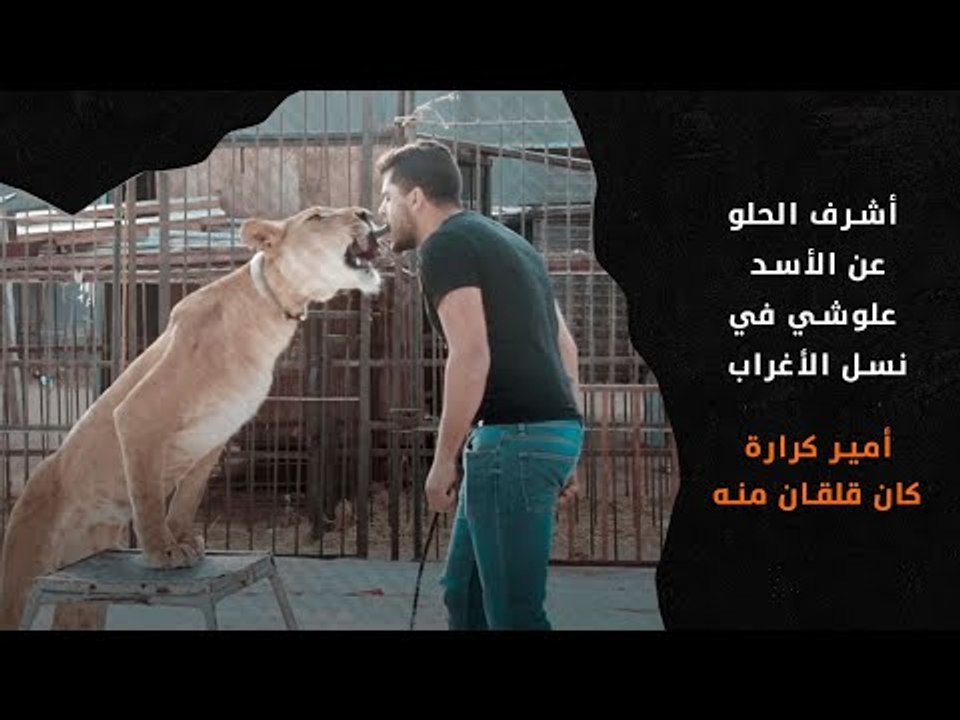 أشرف الحلو يروي كواليس مشهد إطعام كرارة لـ الأسد علوشي في نسل الأغراب: كان خايف
