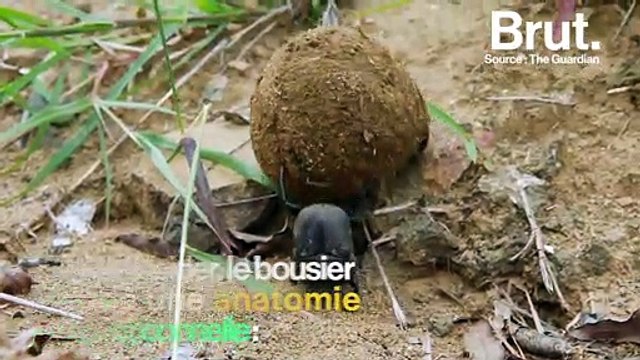 Pourquoi le bousier roule cette boule