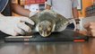 Devuelven al mar 6 tortugas atrapadas en una red de pesca en Argentina