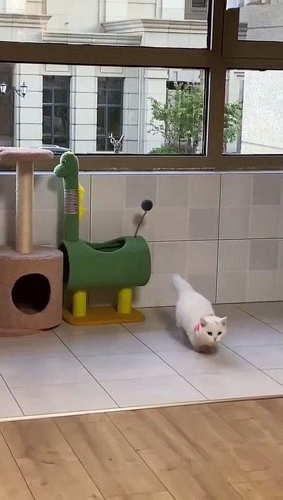 #cat #catsoftiktok #pets #fyp