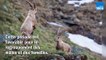 Le comptage du bouquetin des Alpes dans le Parc du Vercors
