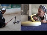 عزرائيل المـ ـوت أخطر ثعبان في مصر.. الكوبرا أقوى من الأسد