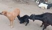 कुत्तिया ने दिखाई 'मां की ममता', बकरी के बच्चे को करवाया स्तनपान, देखें वायरल वीडियो