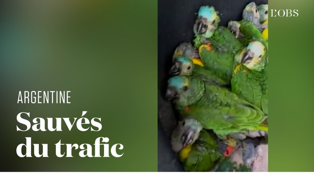 Des dizaines de perroquets découverts dans le coffre d'une voiture en Argentine