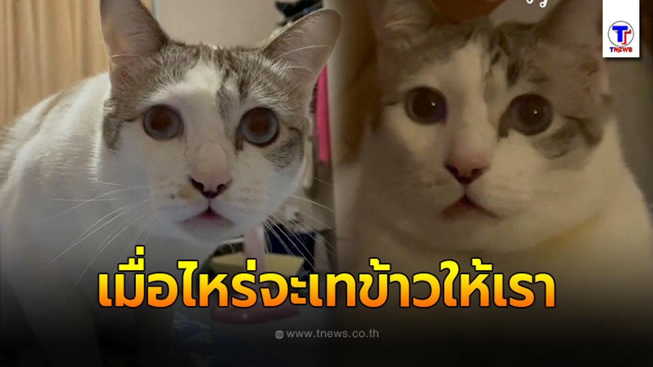 เมื่อไหร่จะเทข้าวให้เรา ฝึกน้องมาเป็นเดือน ทำได้แค่นั่งกับทวงข้าว เรื่องทวงข้าวนี่ยกให้ที่หนึ่งเลย ข้าว ข้าว ข้าวทั้งวัน