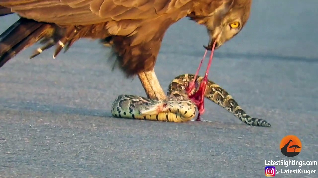 Snake Eagle Ripping Snake Apart As it Tries to Escape(720P_HD)