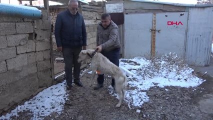 YASAKLI IRK KÖPEĞİNİ BARINAK GÖREVLİLERİNE TESLİM ETTİ