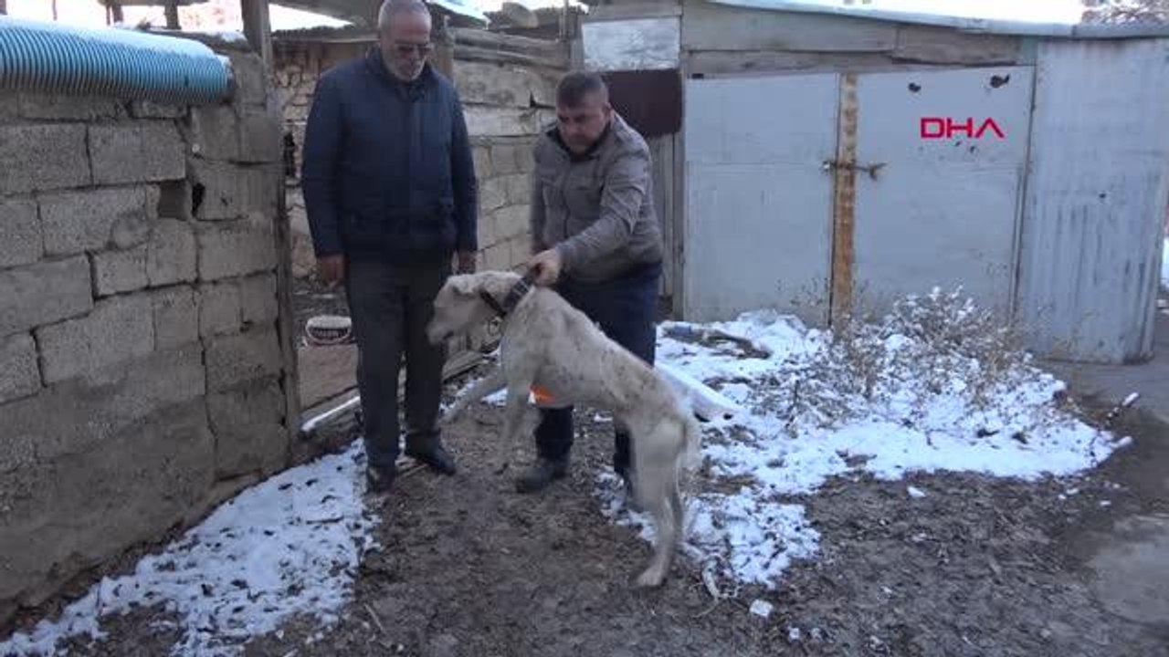 YASAKLI IRK KÖPEĞİNİ BARINAK GÖREVLİLERİNE TESLİM ETTİ