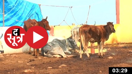 ये कैसी सेवा: गौशाला में मर रहीं गायें, चारे के लिए 80 रु चाहिए, 20 भी नहीं मिले