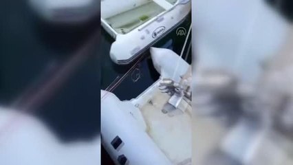 Son dakika gündem: Bodrum'da Akdeniz fokunun balık avladığı anlar kameraya yansıdı